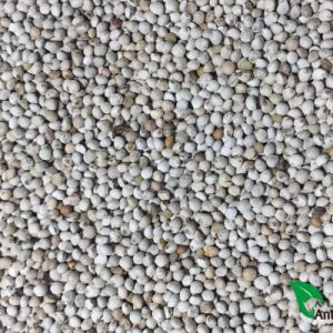 Perilla Blanca limpia